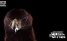 Vigil Coma – Flying eagle (Original mix)